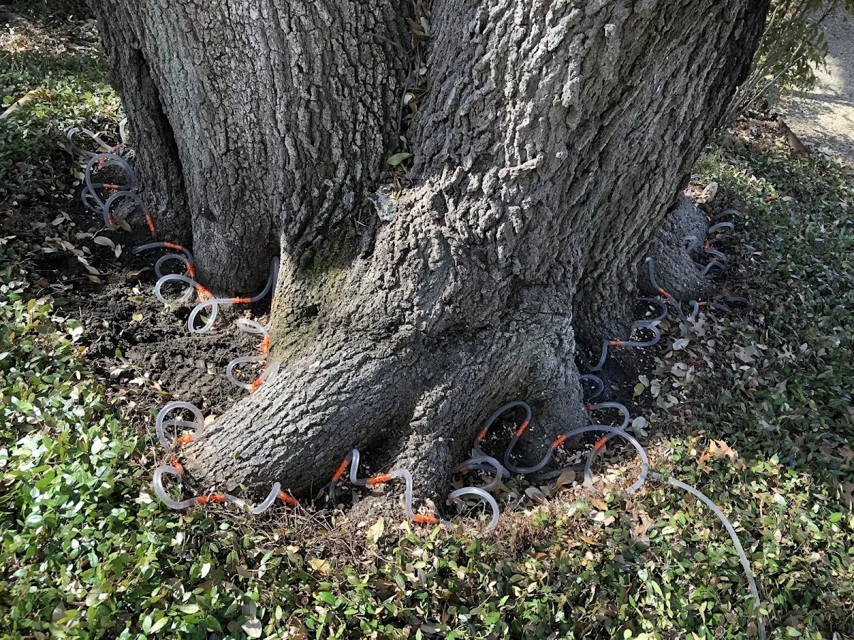 Detailed Shrub and Hedge Trimming job site in Hayden